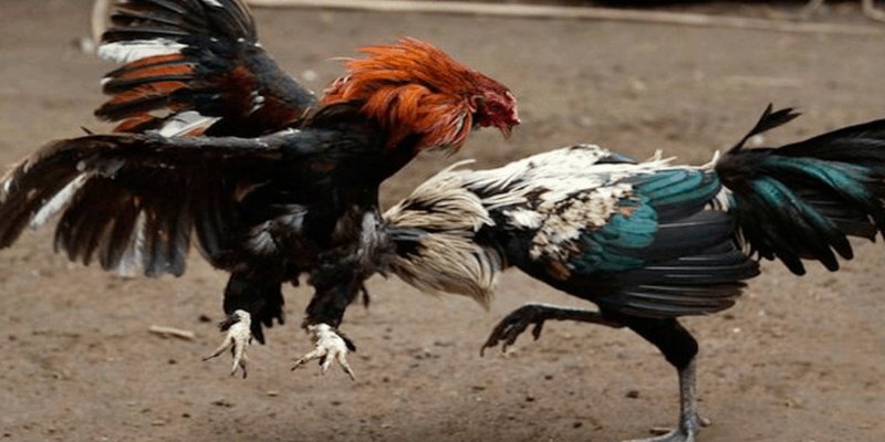 Đá gà Thomo ABC8 - Sân chơi giải trí đẳng cấp hiện nay Triển khai nhiều hình thức đá gà hấp dẫn