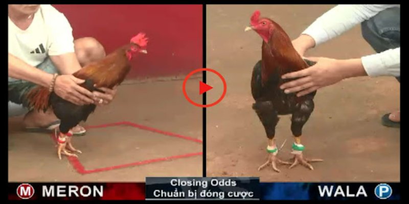 Đá gà Thomo ABC8 - Sân chơi giải trí đẳng cấp hiện nay Cược thắng lớn tại các trận chọi gà