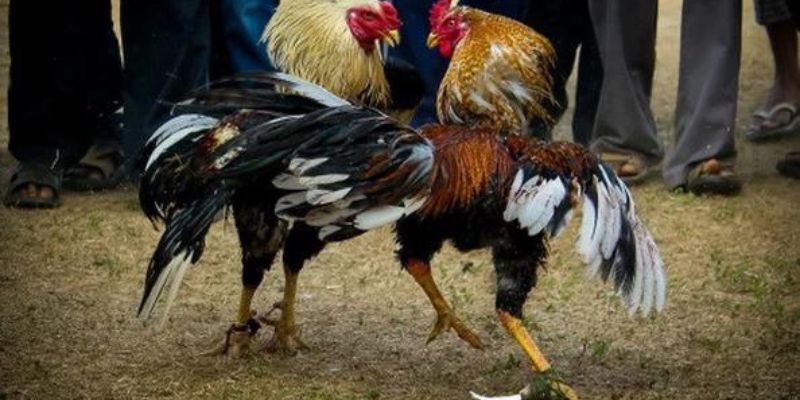 Đá Gà Asil - Bí Quyết Chọn Và Chơi Hiệu Quả Tại ABC8 Những lưu ý cần quan tâm khi chơi cá cược đá gà